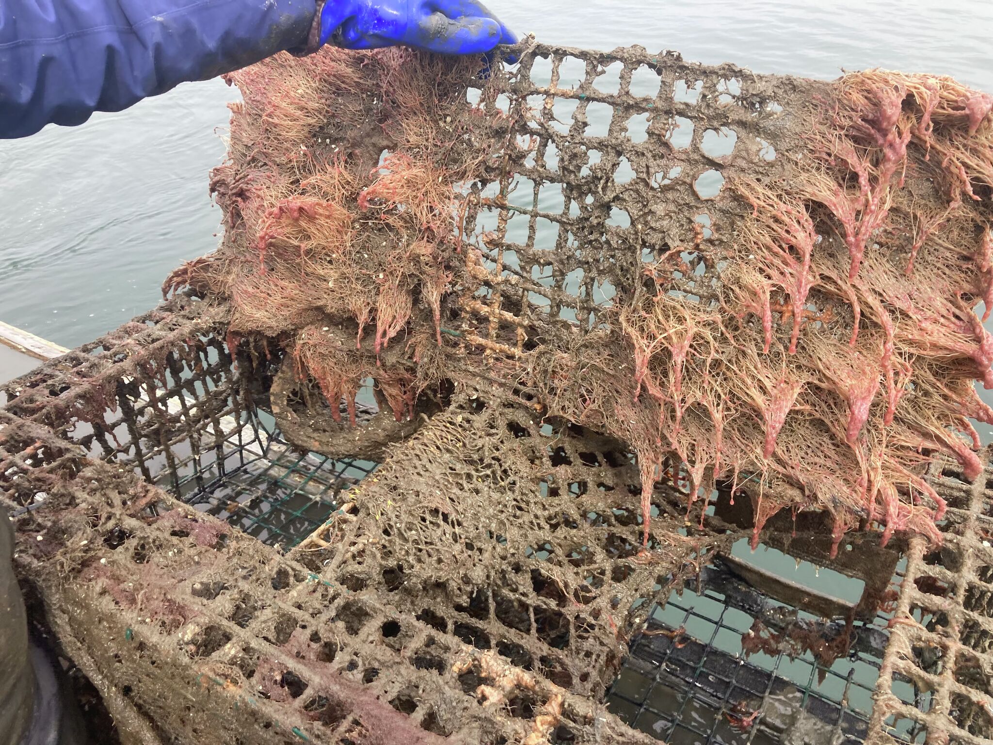 Ghost' traps, long lost, keep catching lobsters - The San Diego