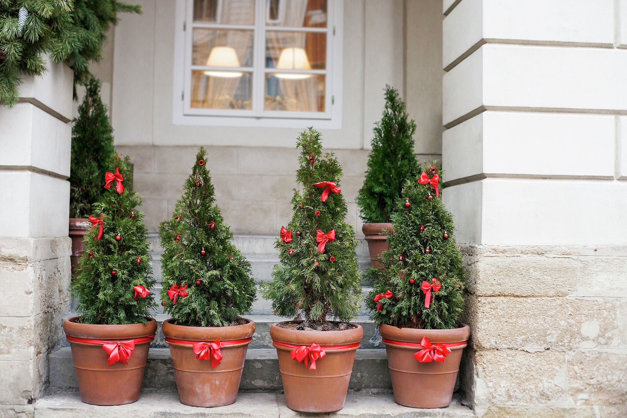 Potted Christmas Trees How to Buy, Decorate & Replant Them