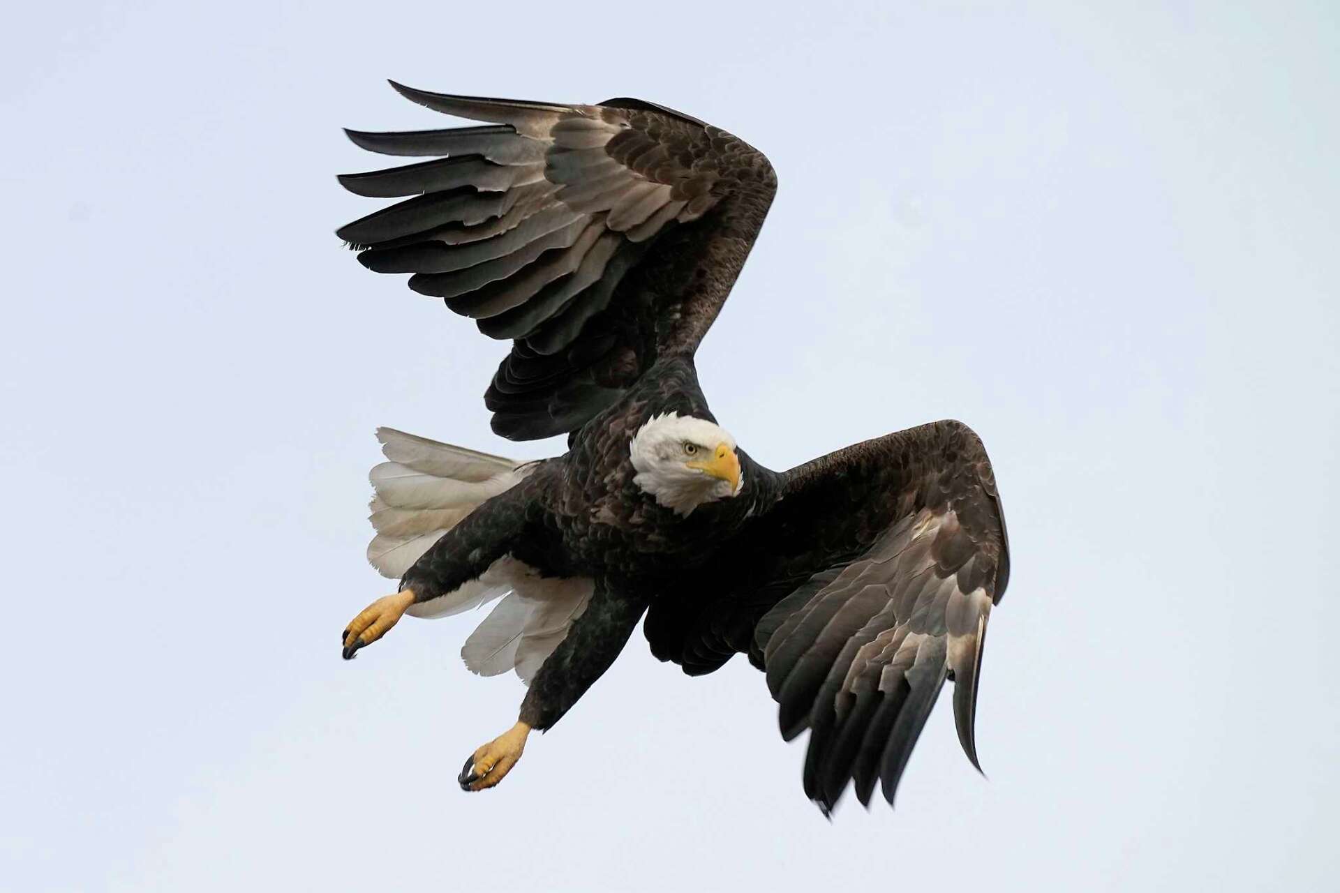 Bald eagles sightings are on the rise in Central Texas