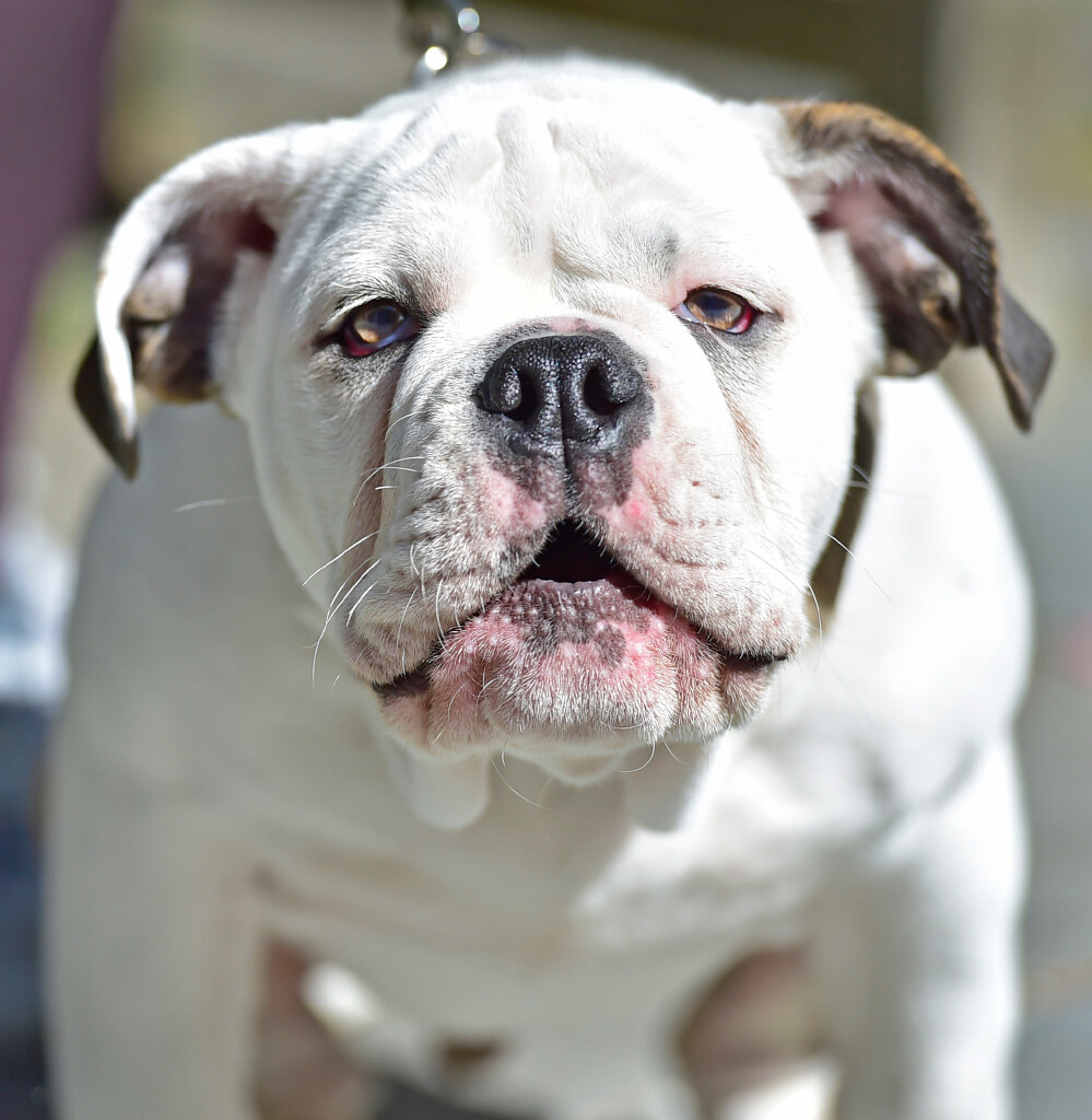 CT's favorite dog breed is a bulldog, Forbes Advisor survey reveals