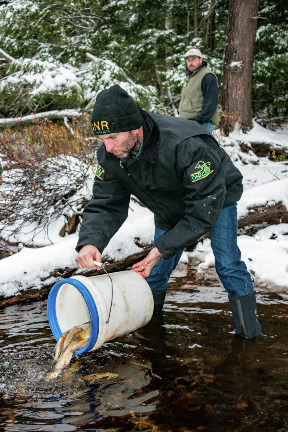 Biologist Artoc Michigan hits milestone in reintroduction of cherished Arctic grayling