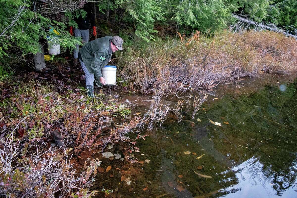 Michigan hits milestone in reintroduction of cherished Arctic grayling