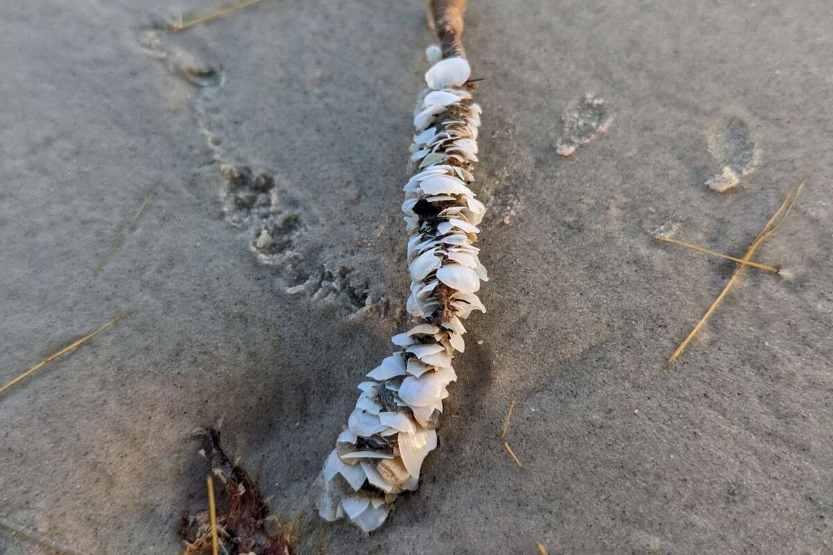 Plumed worm houses can be made of seashells, grains of sand, seaweed or even pieces of wood.