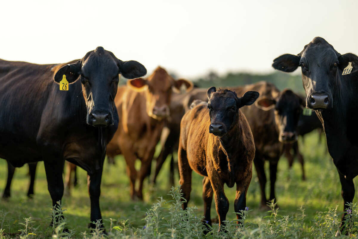 Cattle in a field on June 13, 2023 in Quemado, Texas. Ranchers and farmers have begun culling their cattle herds due to drought and high costs in the region, threatening a potentially steep climb in prices for the country's supply of beef. 