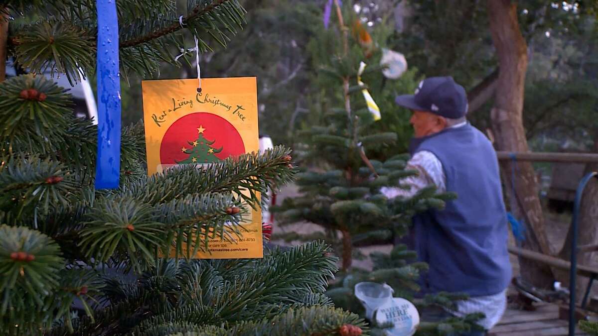 A growing tradition Families embrace ecofriendly living Christmas trees