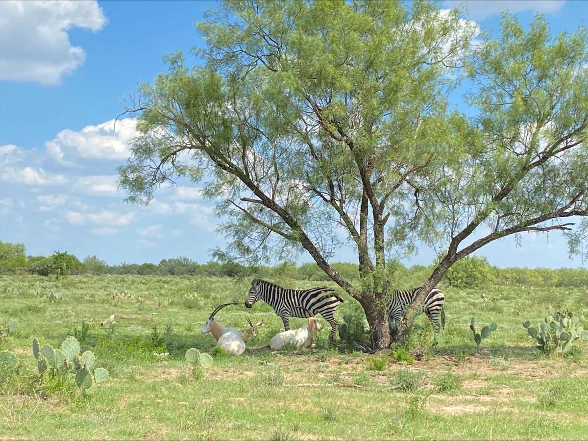 safari ranch laredo tx