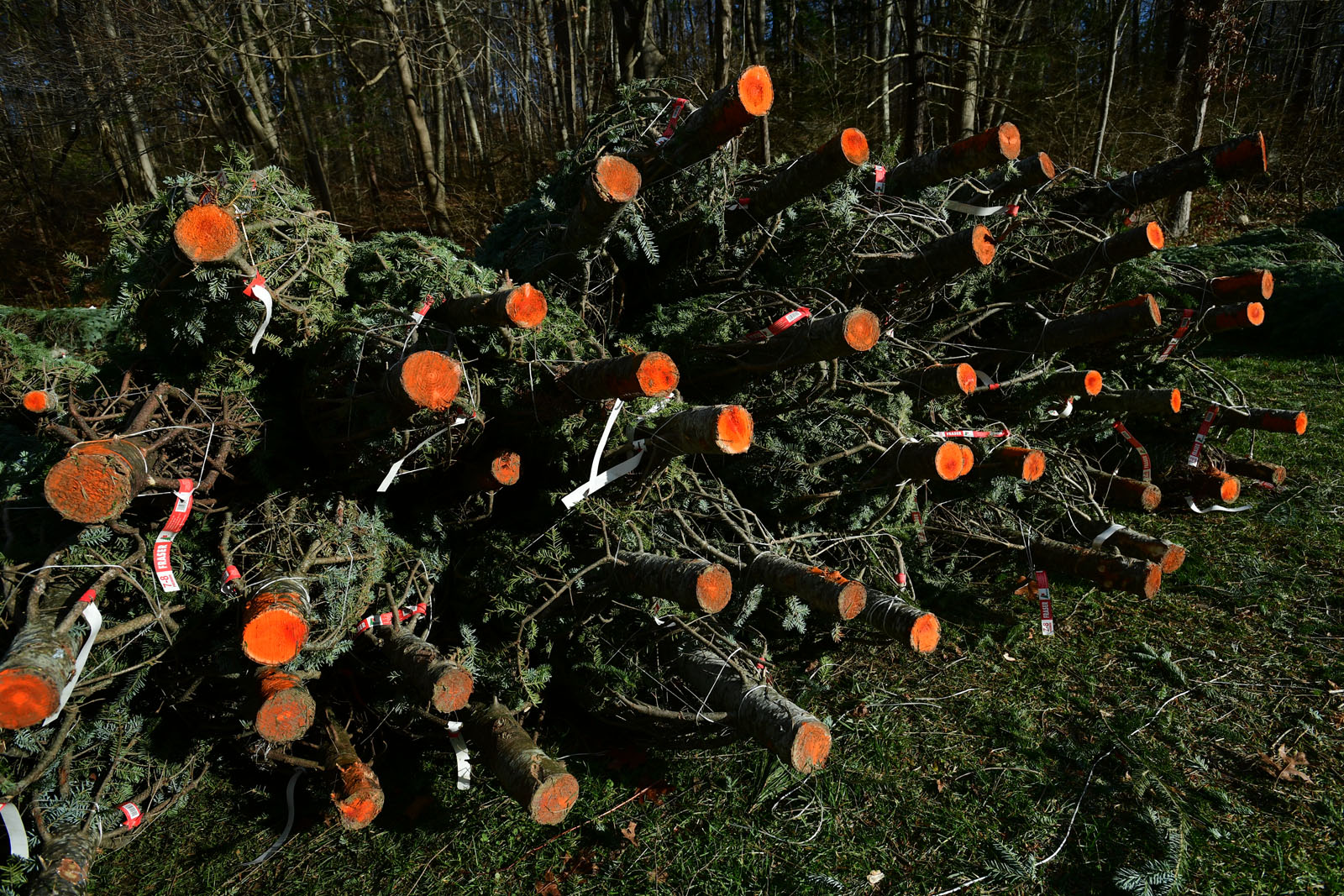New Canaan residents can recycle their Christmas trees