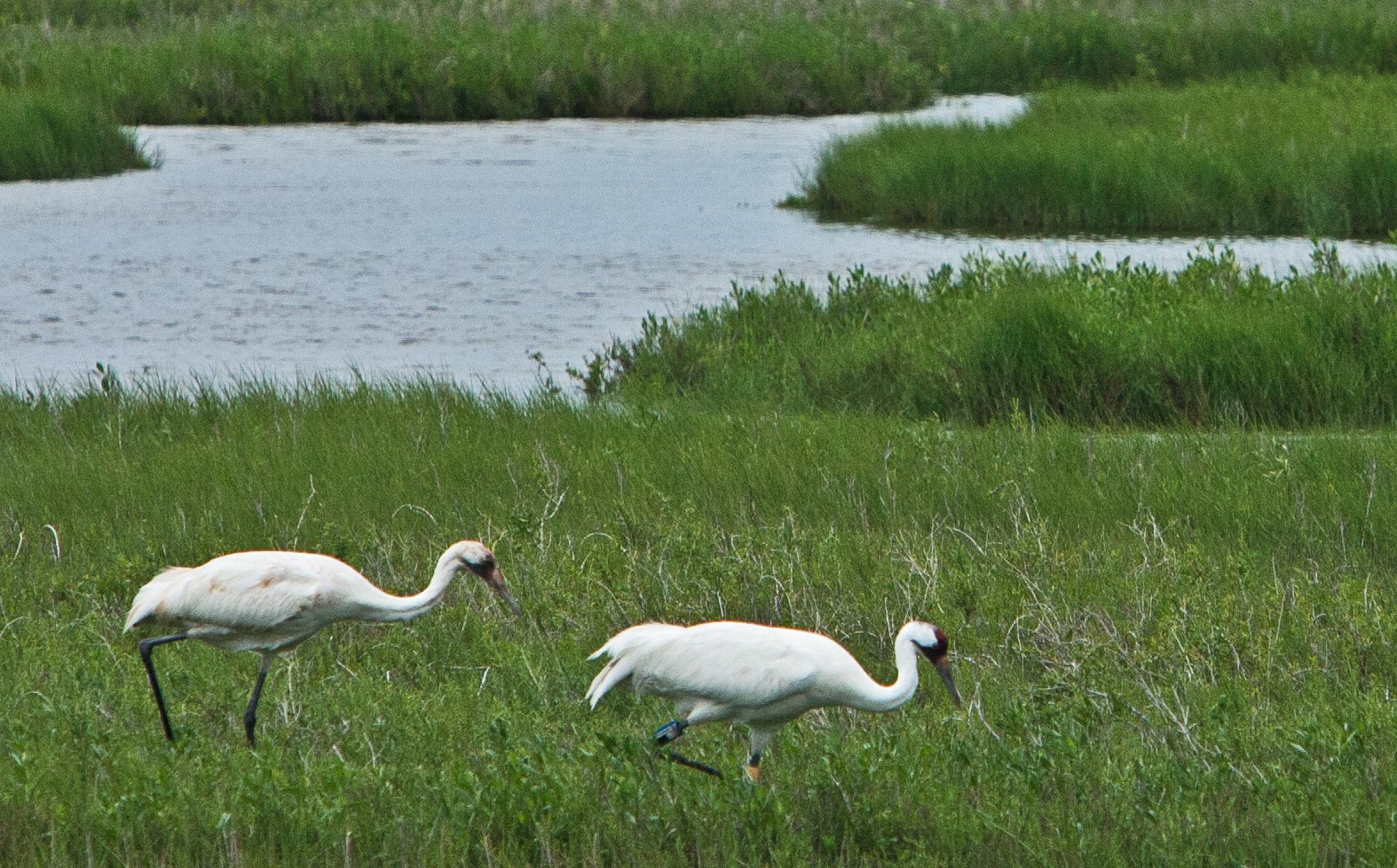 Feds look to expand two Texas wildlife refuges to protect birds