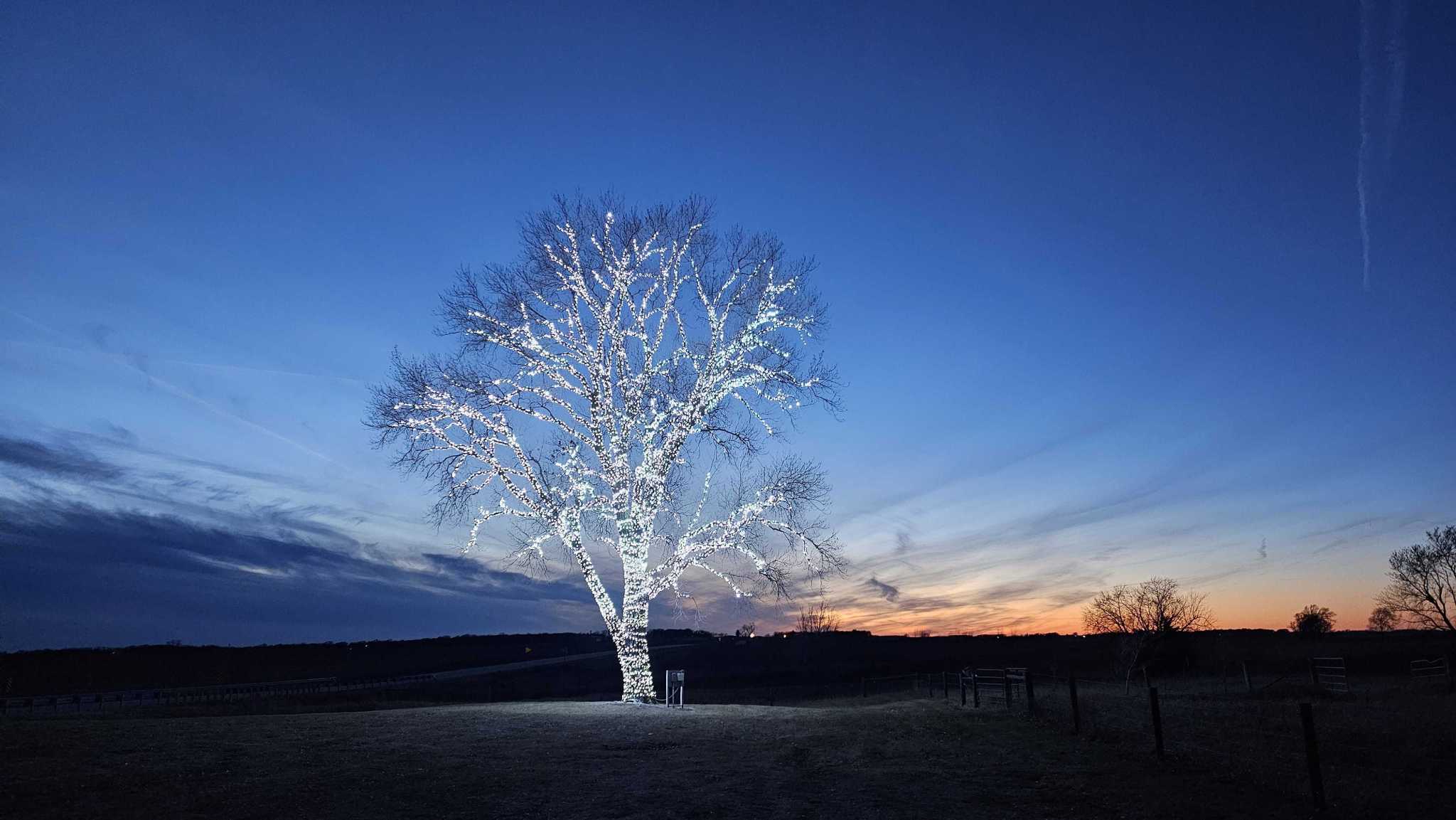 'It's a beaut!': This stunning tree shines bright from 80,000 lights