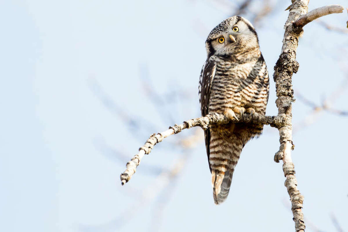 Find these four winter owls in Michigan