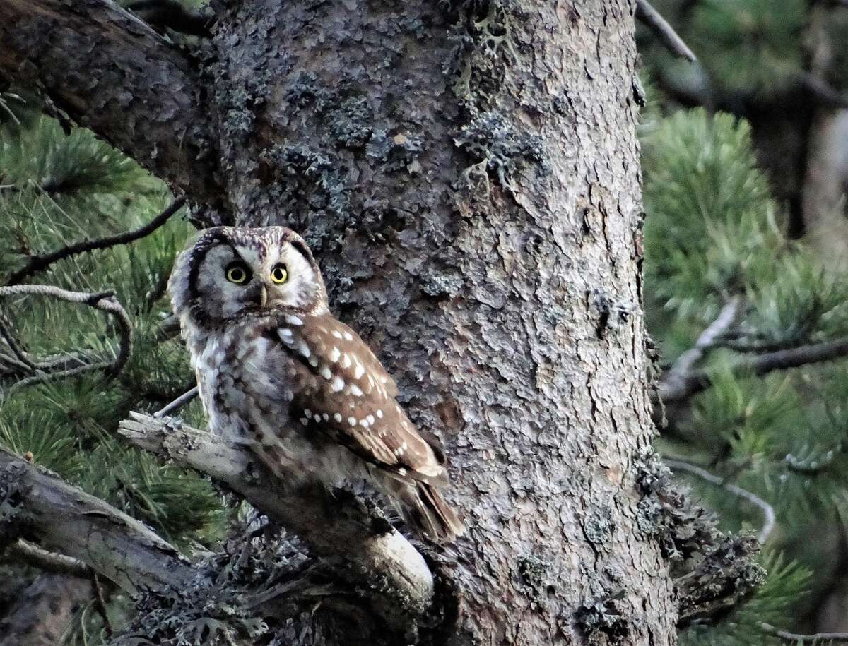 Find these four winter owls in Michigan