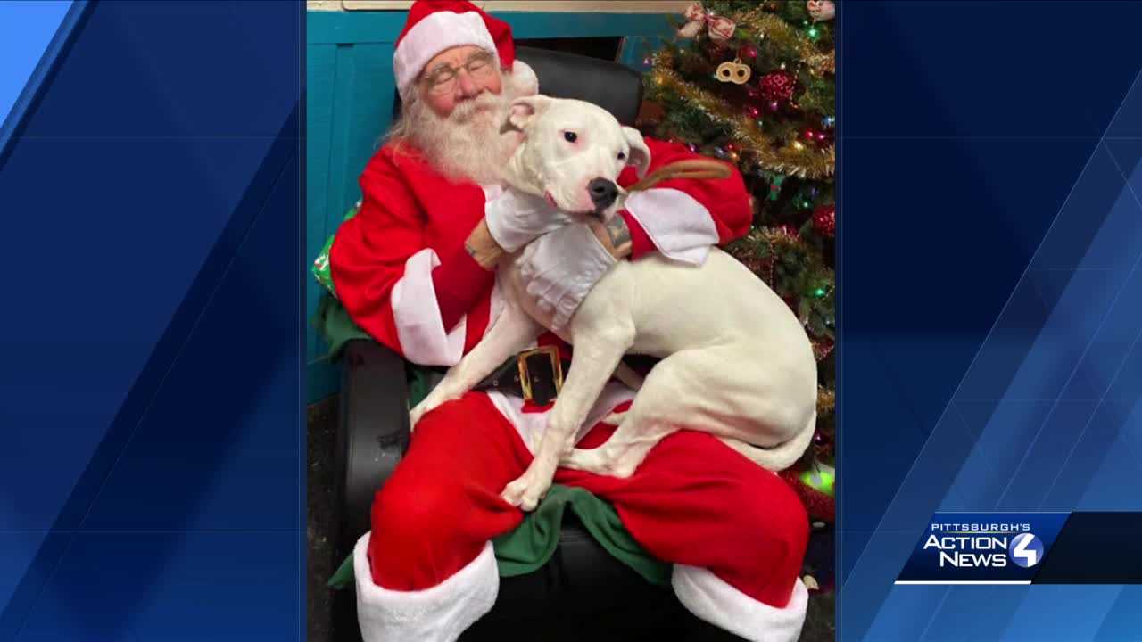 'A Christmas miracle': Family reunited with lost dog after it was ...