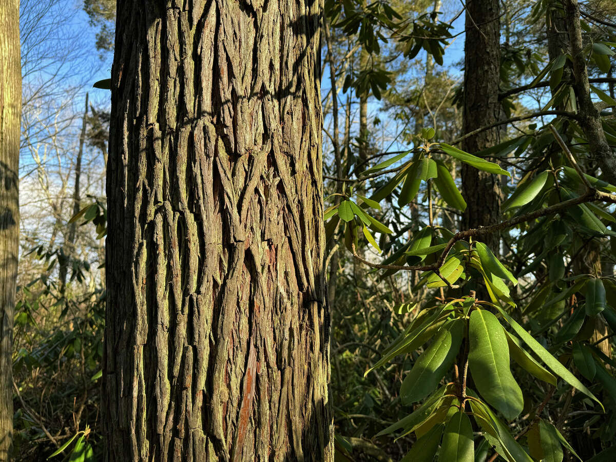 The bark of an Atlantic white cedar and the green leaves of a native rhododendron at Pachaug State Forest in eastern Connecticut..
