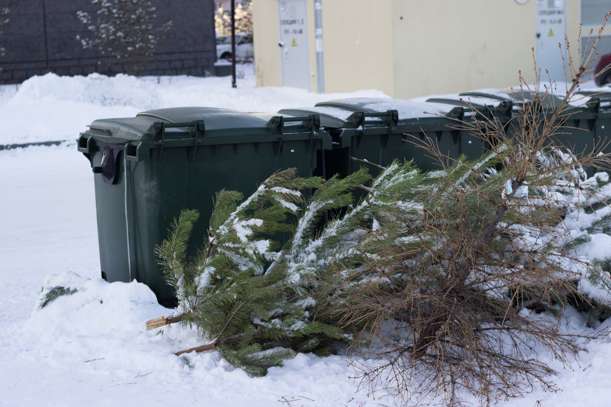 Big Rapids DPW to pick up Christmas trees for recycling
