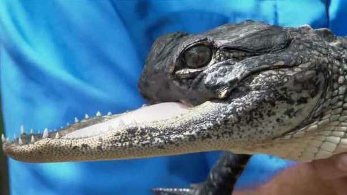 Jawlene the snoutless gator now thriving at Gatorland's Baby Gator Marsh