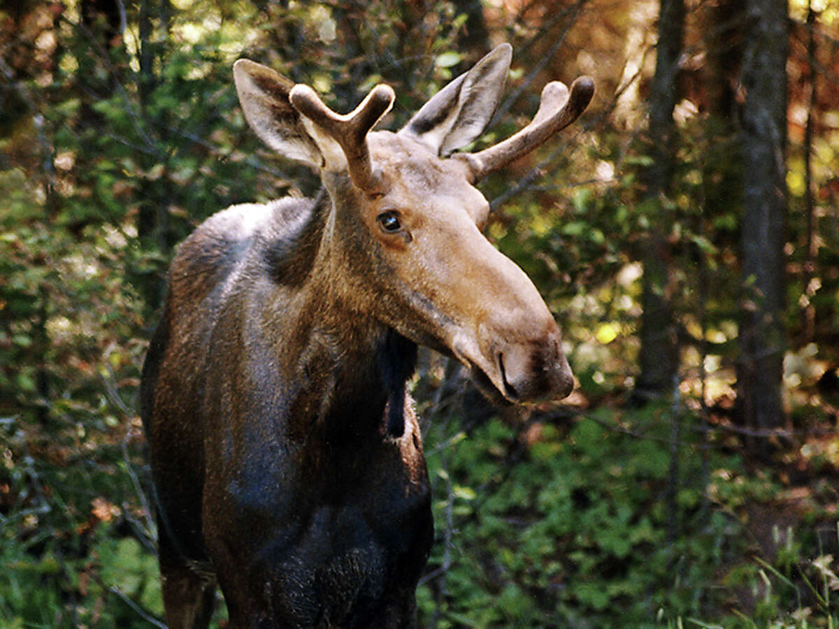 CT officials warn drivers of moose found near I91 in Windsor Locks