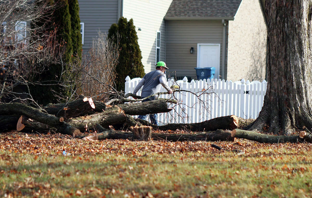 4 mature trees felled in Ebbets Field Illinois