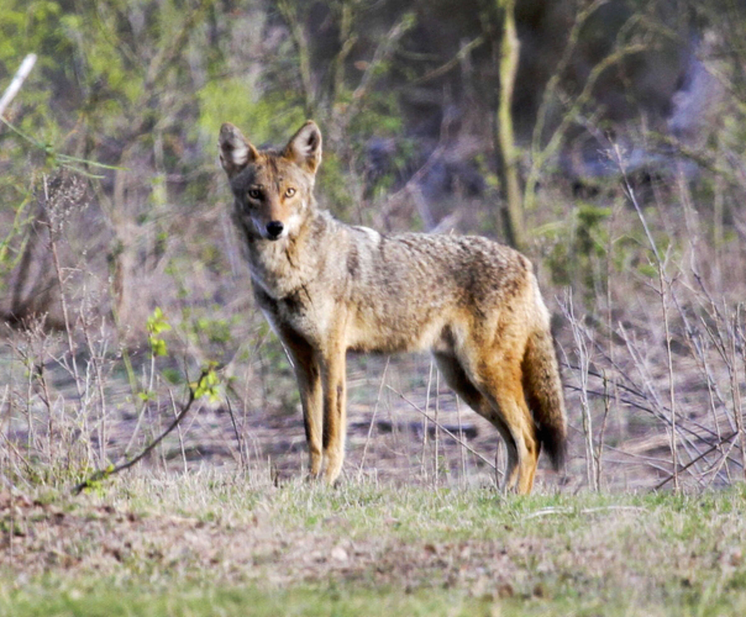 Houston coyote sightings can put people on edge. Here's what to know