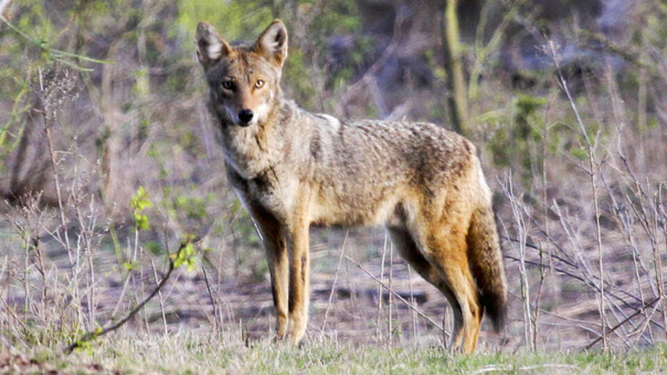 A coyote is seen in this 2019 Hearst Media file photo.  Humane officers with Lake Jackson are currently monitoring a coyote in the area, which was spotted on Oyster Drive Creek several weeks ago.