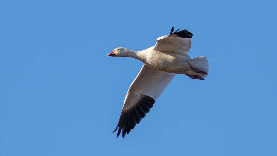 Snow geese have arrived to spend the winter on the Texas coast. Photo Credit: Kathy Adams Clark Restricted use.