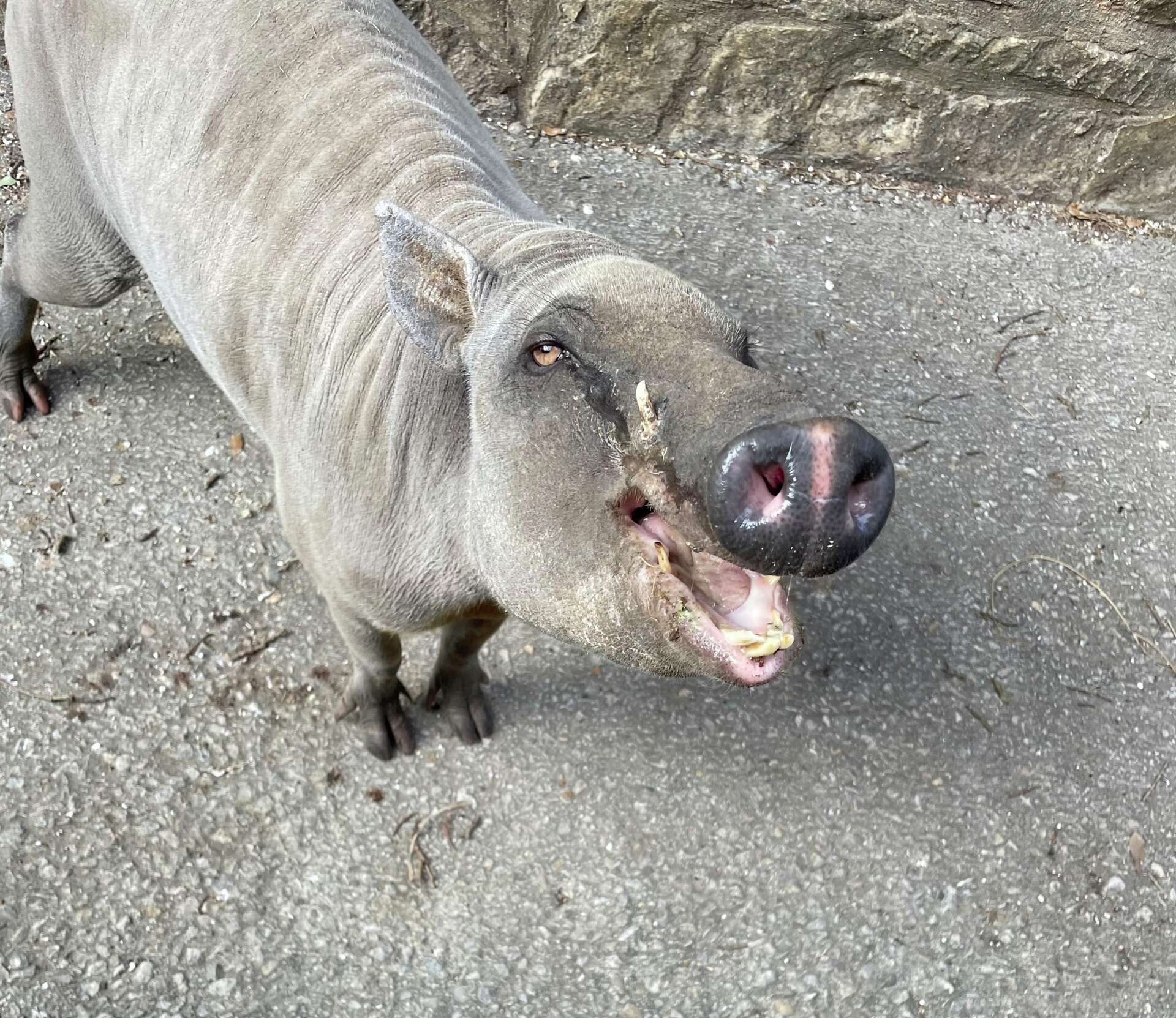 baby babirusa