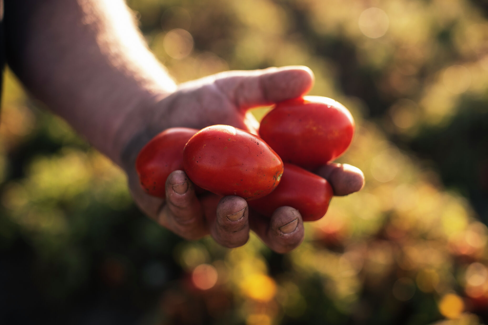 San Antonio-based company caught in war over Mexican-grown tomatoes