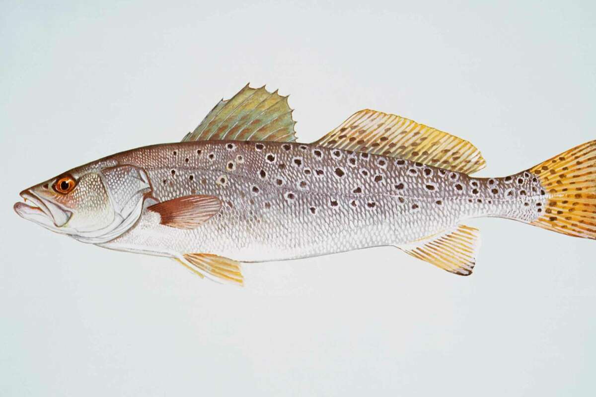 Another example of a spotted sea trout, this one courtesy of the U.S. Fish & Wildlife Service