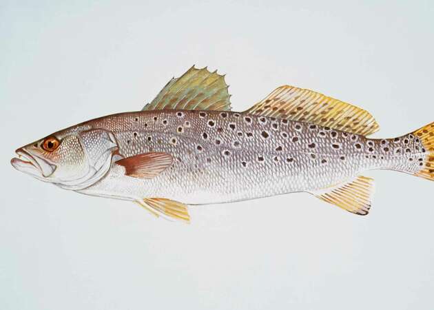 Another example of a spotted sea trout, this one courtesy of the U.S. Fish & Wildlife Service