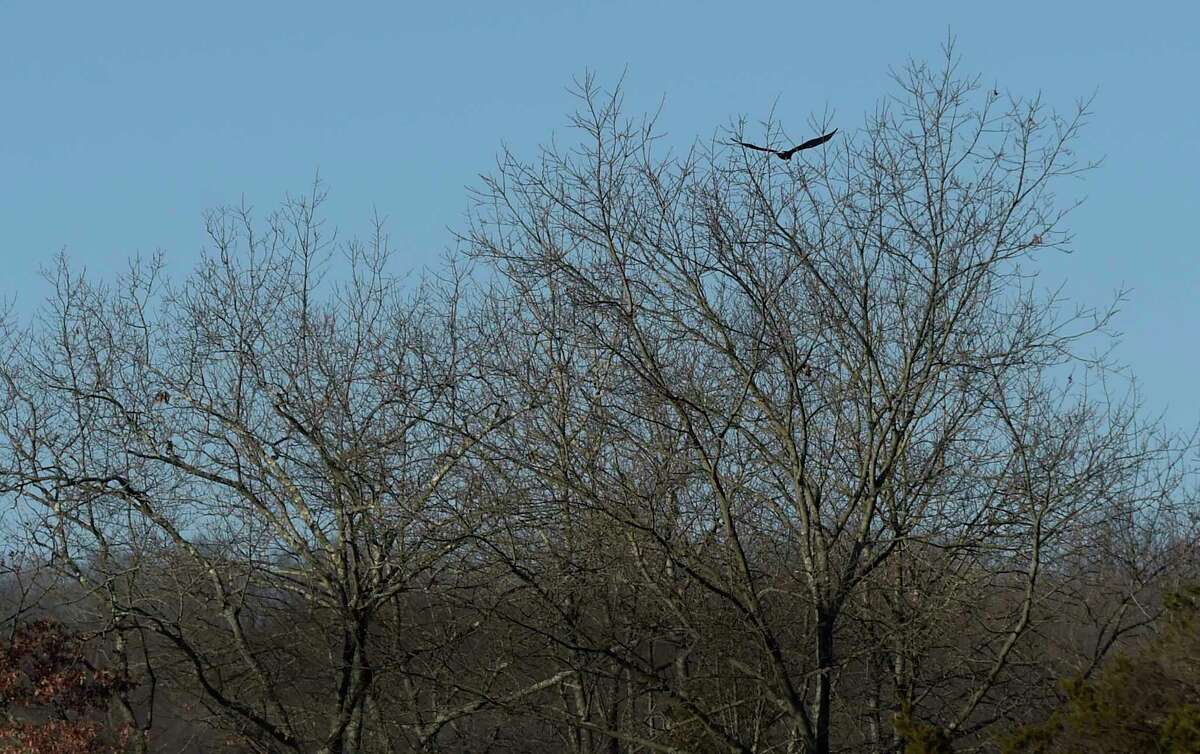 A bald eagle flies over the treetops near the Shepaug Eagle Observatory, which is now open for its 38th season. The observatory offers residents a unique opportunity to view bald eagles in their natural habitat. The observatory is run by FirstLight, which owns and operates the Shepaug Hydro Generating Station in Southbury. Eagles, hawks and all types of birds of prey flock to the area to feed on aquatic life in the moving waters below the Shepaug Dam. As many as 10 eagles have been seen in a day, with a record of 32 in one day last season. The observatory opened for the new season on Saturday, Dec. 23, and it will be open from 9 a.m. to 1 p.m. Wednesdays, Saturdays and Sundays.
