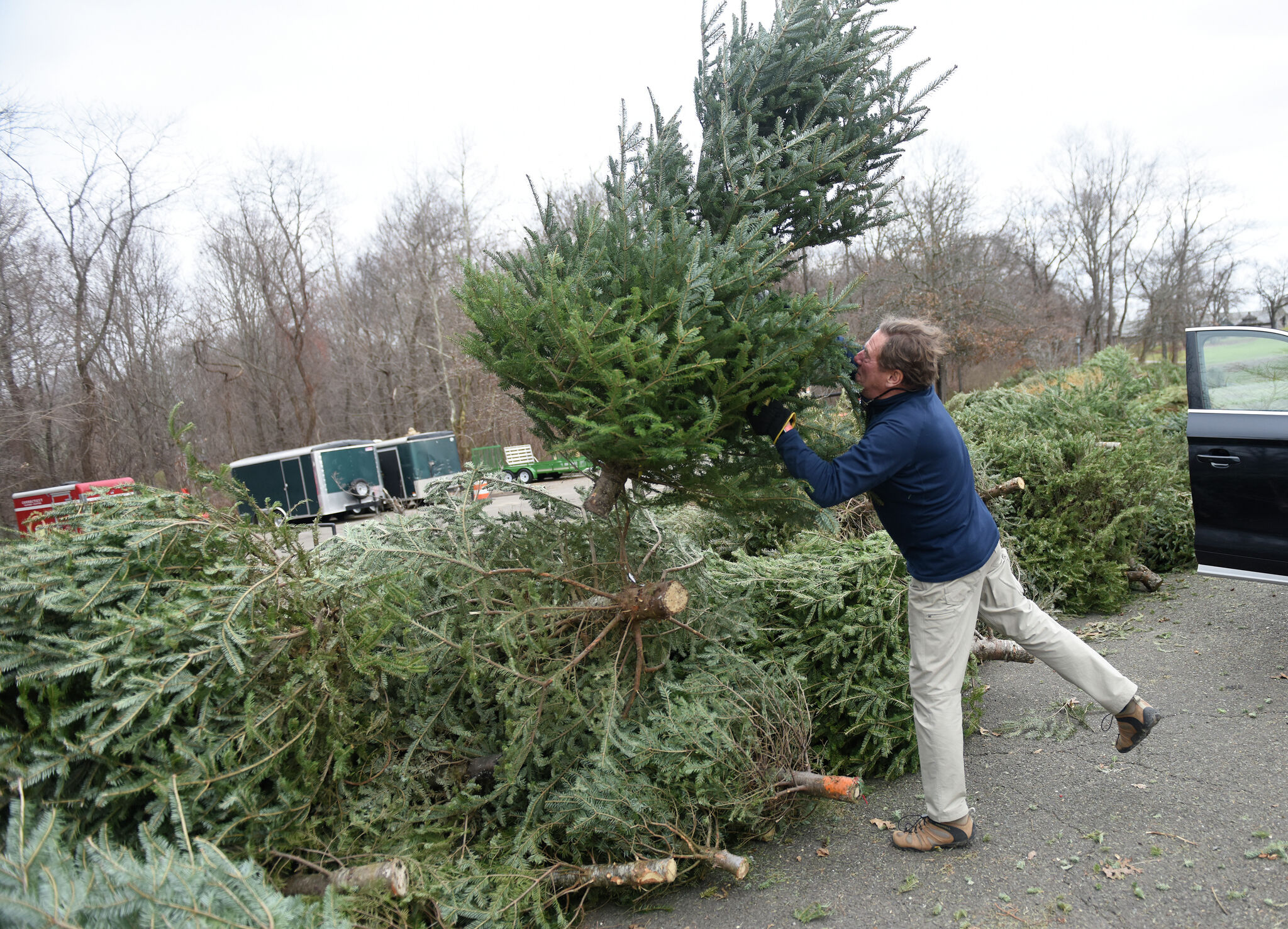 In photos Christmas trees collected for recycling in New Canaan