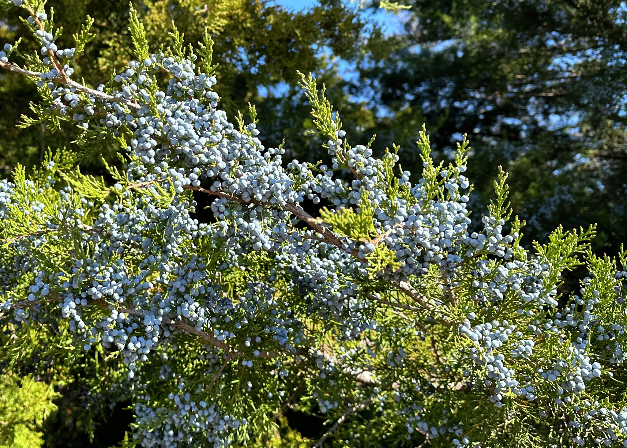 Pollen allergies? Chopping down one cedar tree won't help.