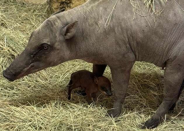 Babirusa Sula, a first-time mother, gave birth to her baby on New Year's Day, according to the San Antonio Zoo. 