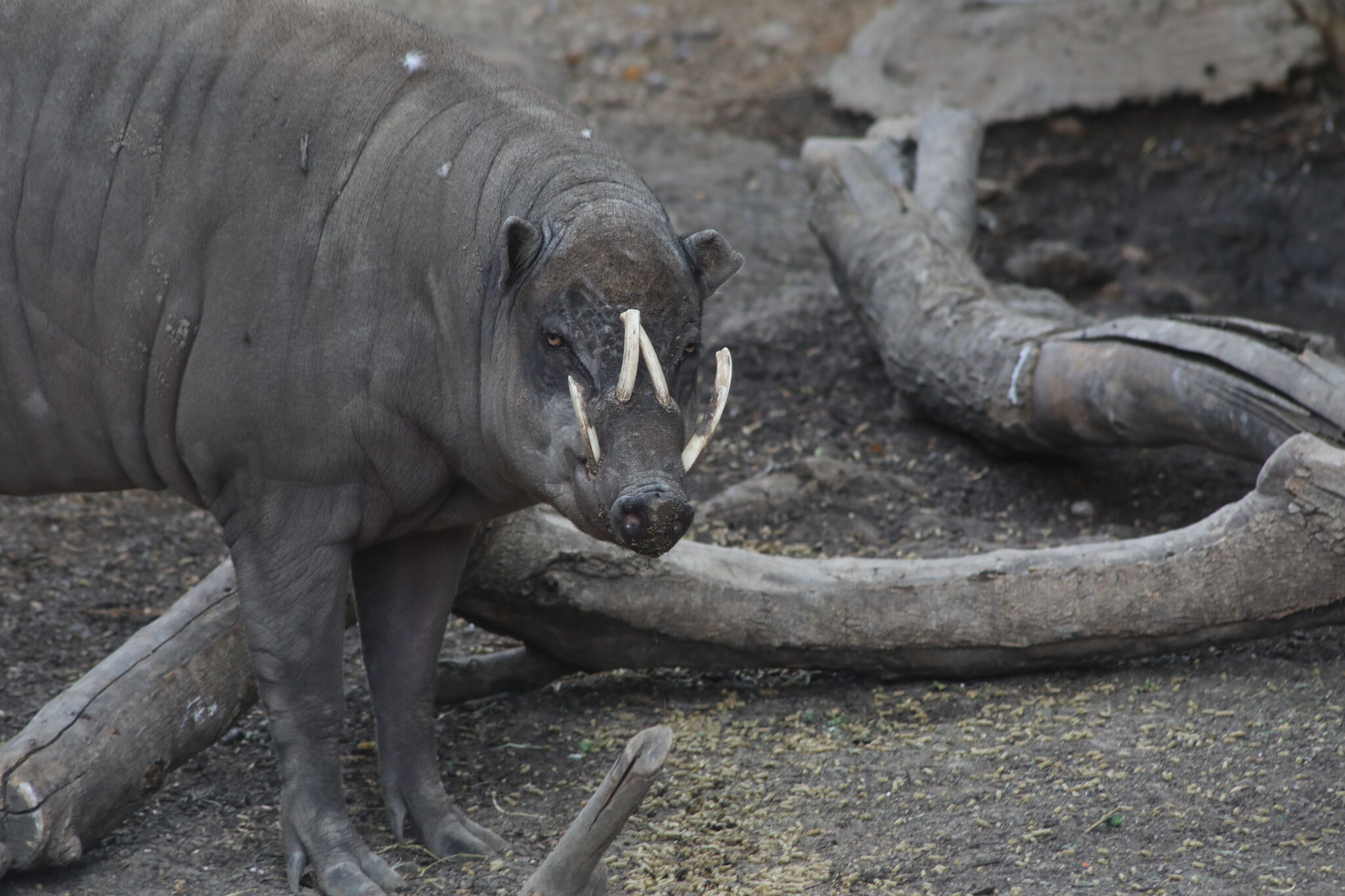 baby babirusa