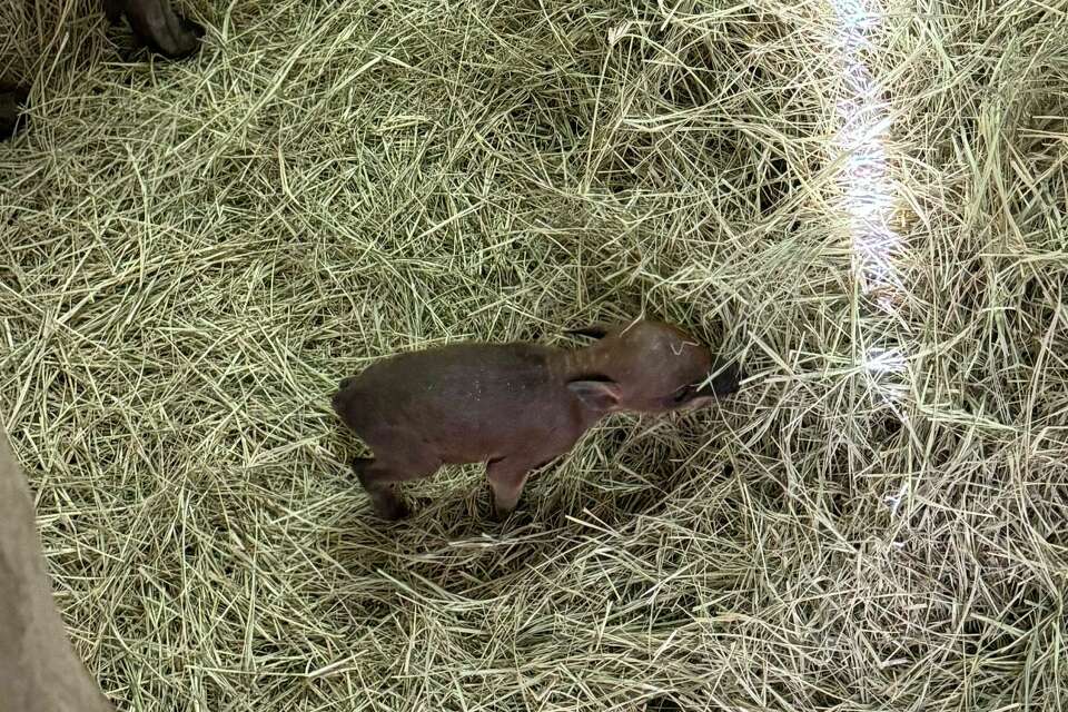 baby babirusa