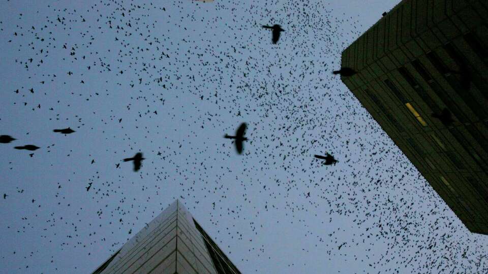 Thousands of grackles and starlings take to the air in the downtown area as the sun sets, Thursday, Feb. 6, 2008. ( Karen Warren / Chronicle )