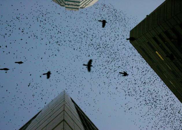 Thousands of grackles and starlings take to the air in the downtown area as the sun sets, Thursday, Feb. 6, 2008. ( Karen Warren / Chronicle )