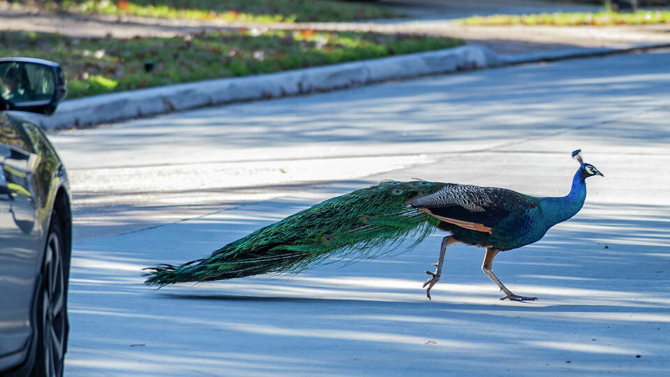 A male peacock causes a traffic hazard when it darts out in front of a car as it crosses a street in a Memorial neighborhood Thursday, Jan. 4, 2023.