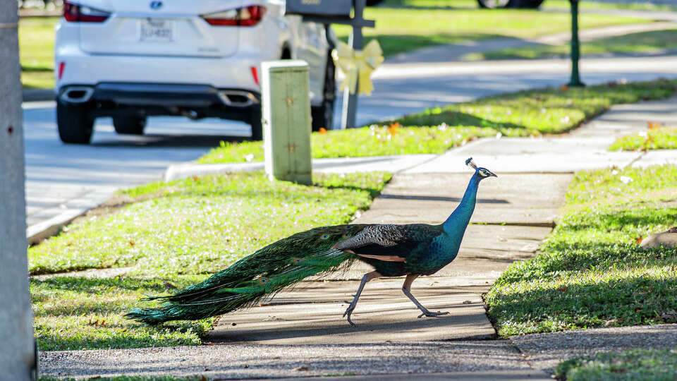 A male peacock strolls casually through a Memorial neighborhood Thursday, Jan. 4, 2023.