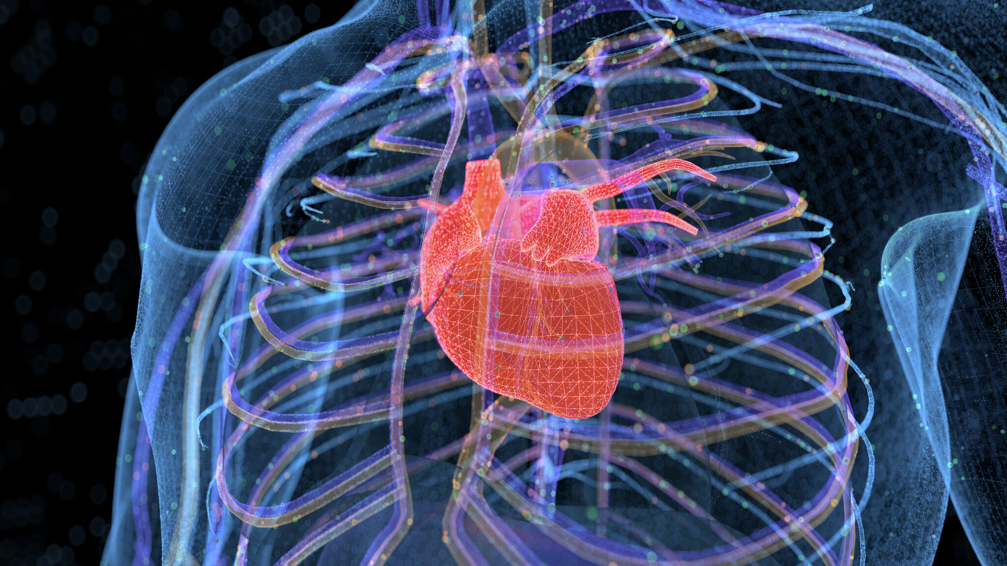 Human Heart Rot Heart problems among leading death causes in Morgan
