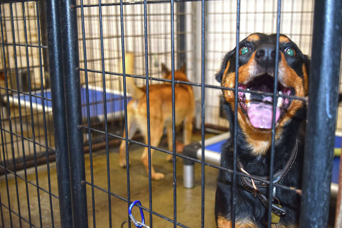 Cost of living creates challenges for Jacksonvillearea pet shelters