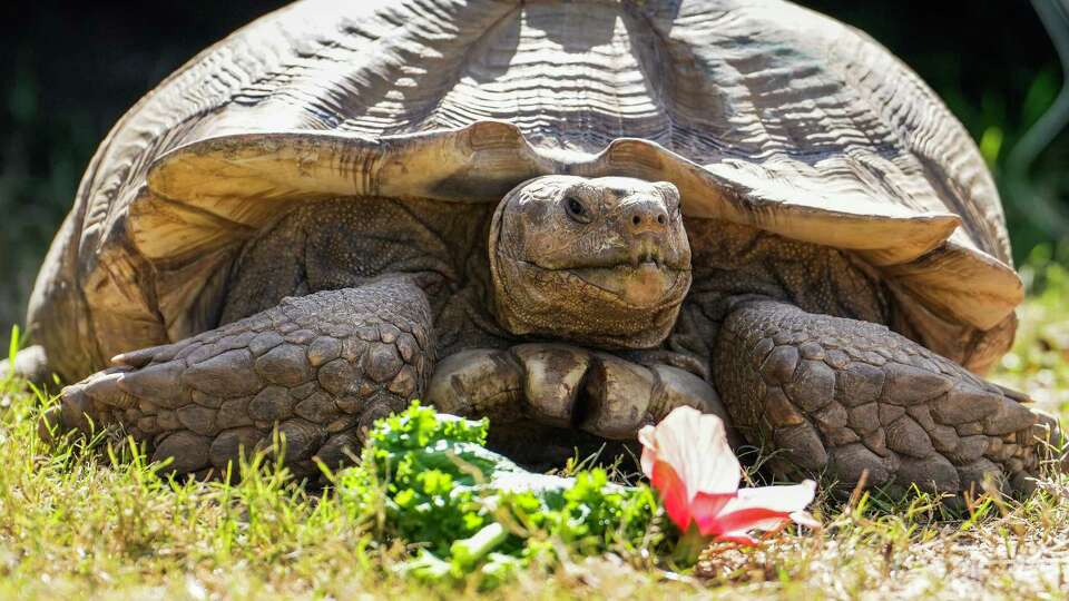 Jeremy, an African spurred tortoise, is seen at Blue Heron Farm, Sunday, Jan. 7, 2024, in Waller.