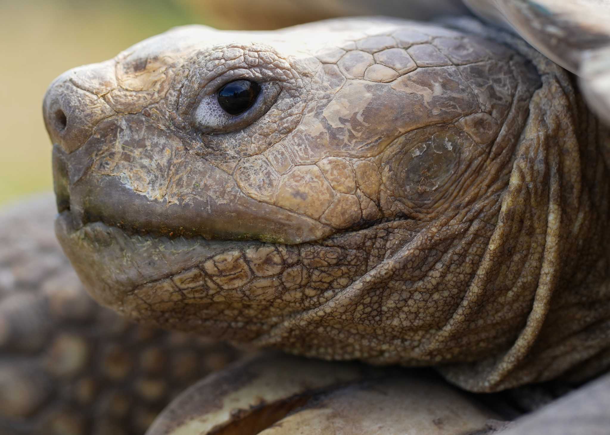 Jeremy, a local celebrity tortoise, has been found