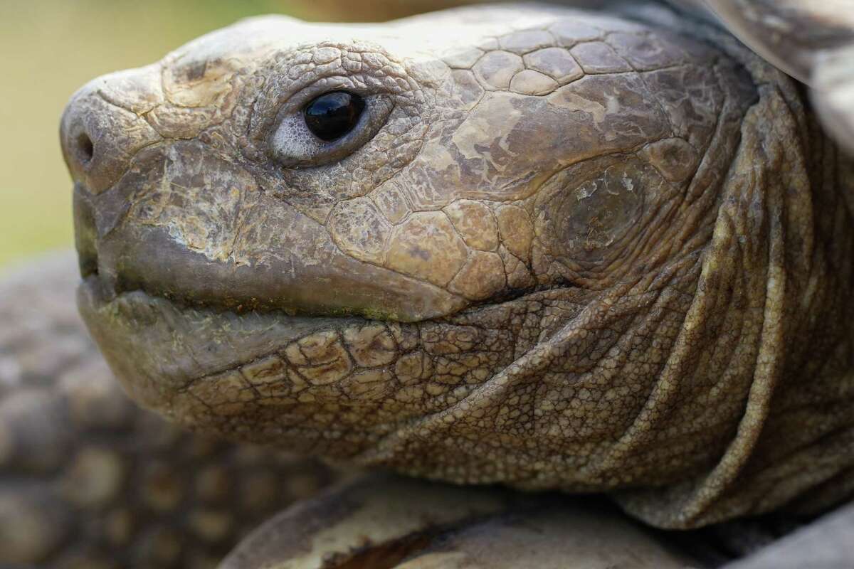 Jeremy, an African spurred tortoise, is seen at Blue Heron Farm, Sunday, Jan. 7, 2024, in Waller.