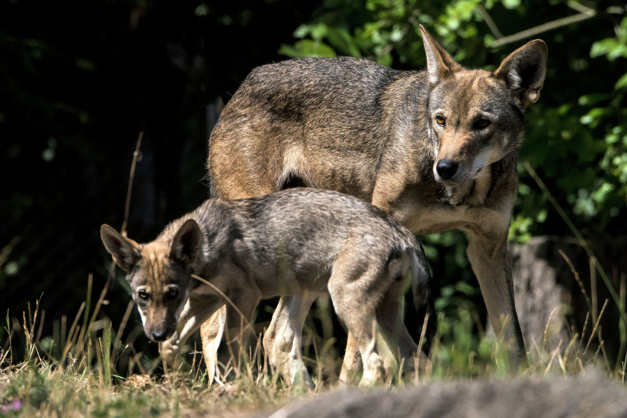 Town Hall For Ghost Wolves Conservation In Galveston, This Week