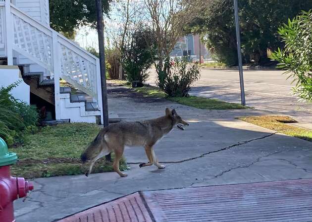 This coyote was spotted on Jack Johnson Boulevard in Galveston's Midtown area on Jan. 6.