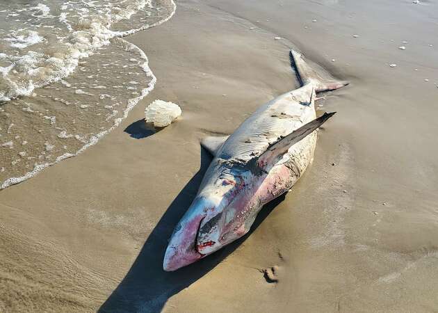 Three dead sharks were found within days at a beach in Port Aransas this year. 