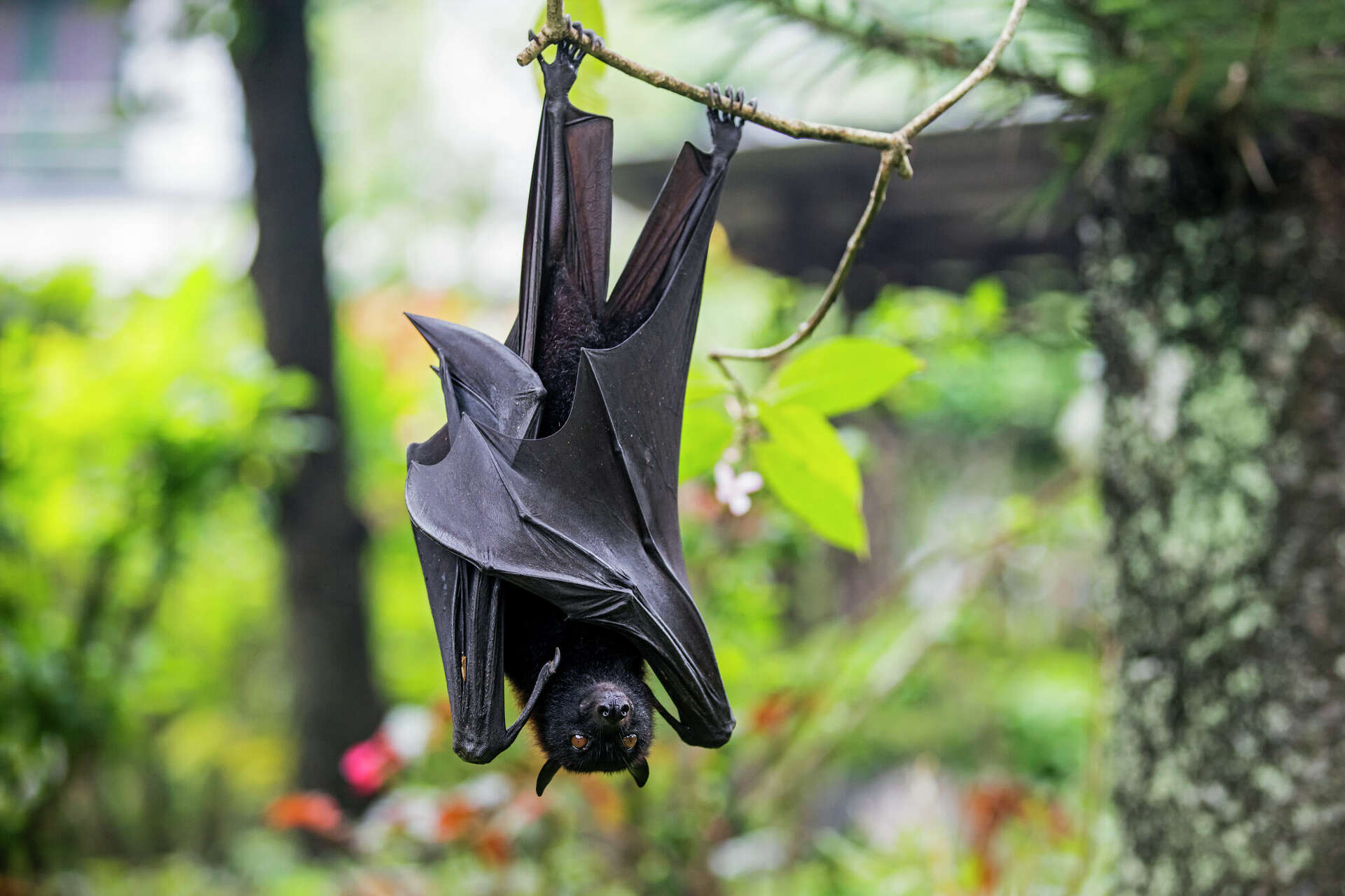 Large flying foxes return to San Antonio Zoo after 40 years