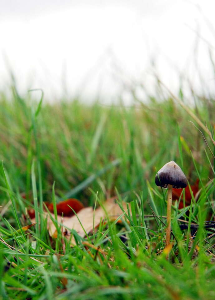 'Magic mushrooms' trials to begin at UT Dell Medical School