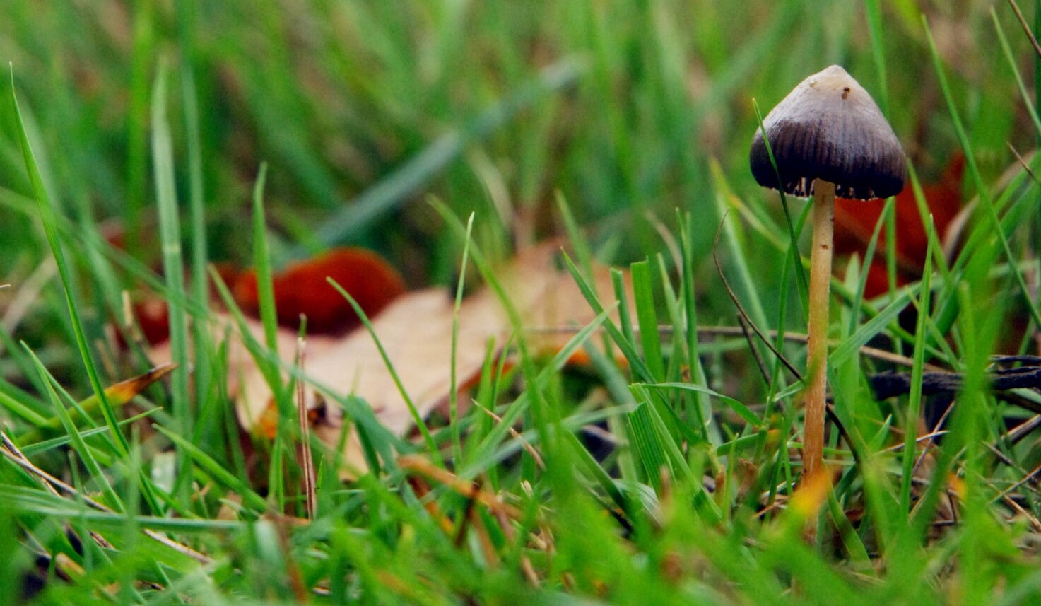 'Magic mushrooms' trials to begin at UT Dell Medical School