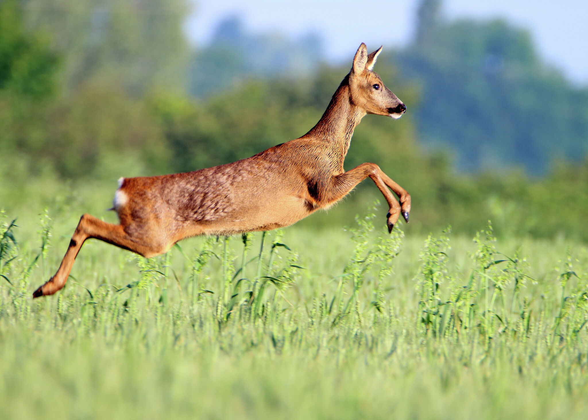 chronic-wasting-disease-detected-at-texas-research-facility